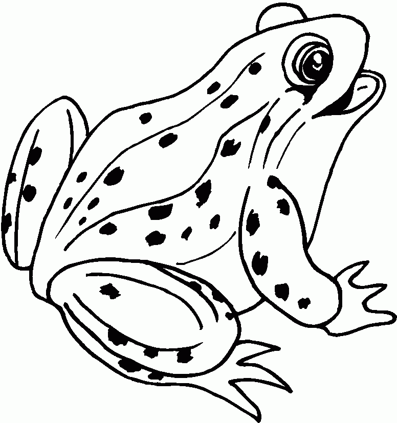 Żaby kolorowanki